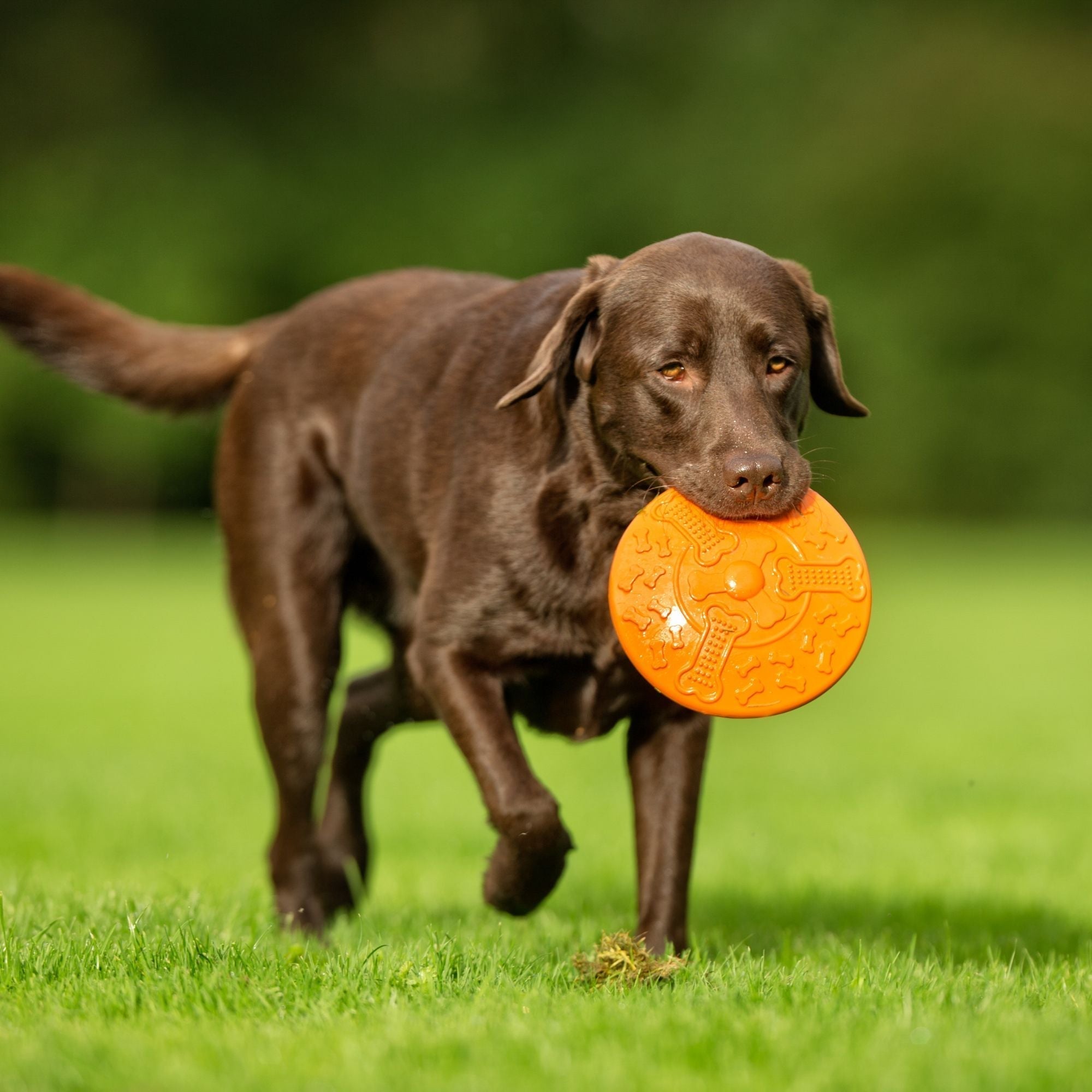 Warum die Gesundheit Deines Hundes im Darm beginnt