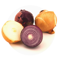 Küchenzwiebel