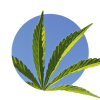 Cannabis