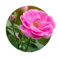 Damaszener Rose