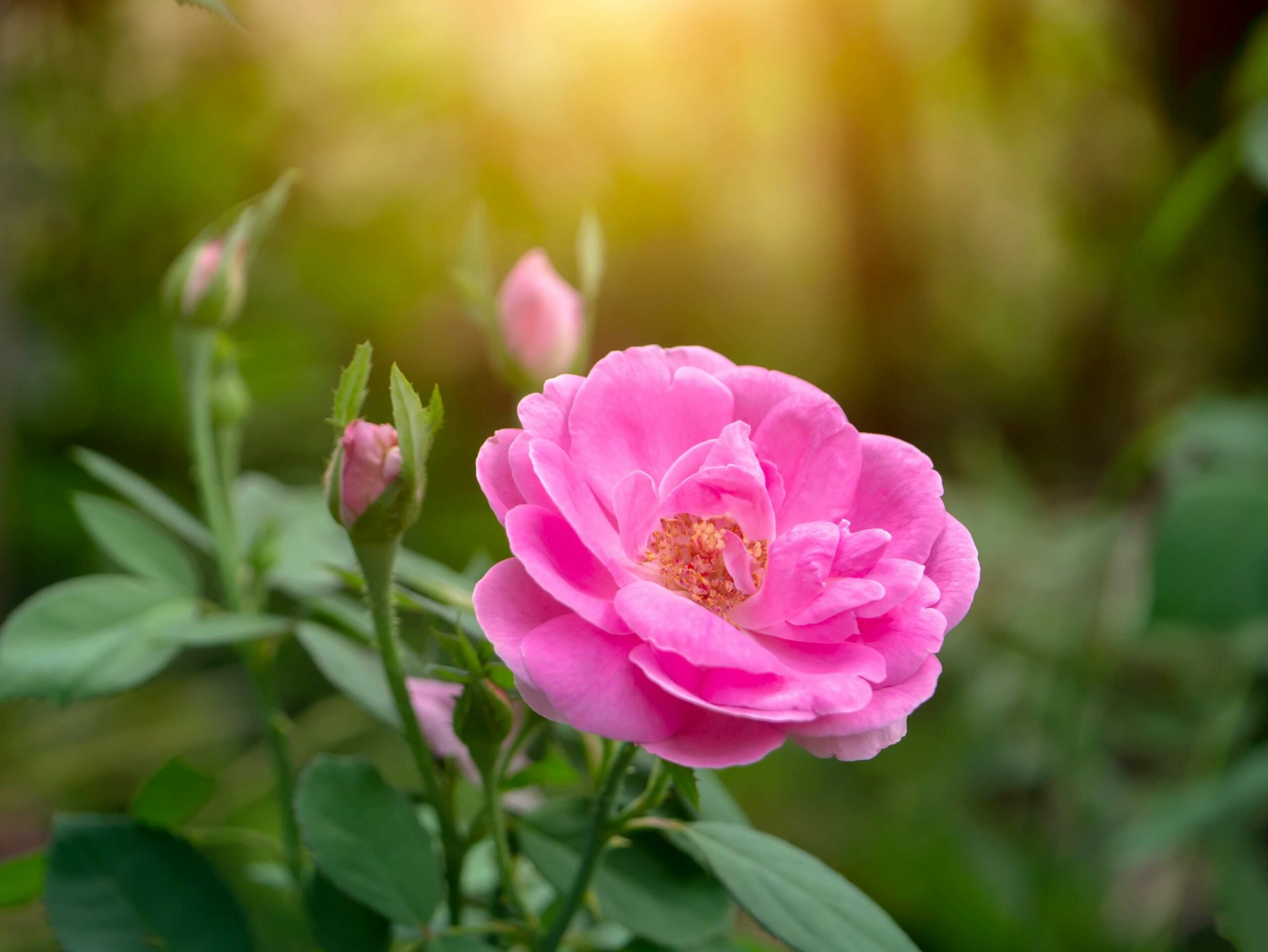 Damaszener Rose