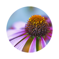 Kegelblume, Sonnenhut