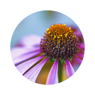 Kegelblume, Sonnenhut