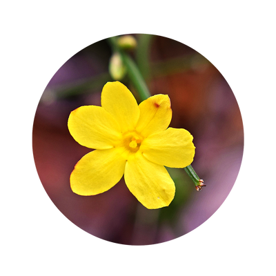 Wilder Jasmin
