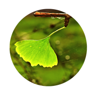 Ginkgobaum