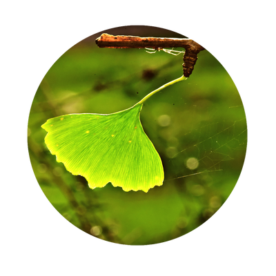 Ginkgobaum