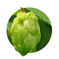 Hopfen