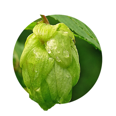 Hopfen