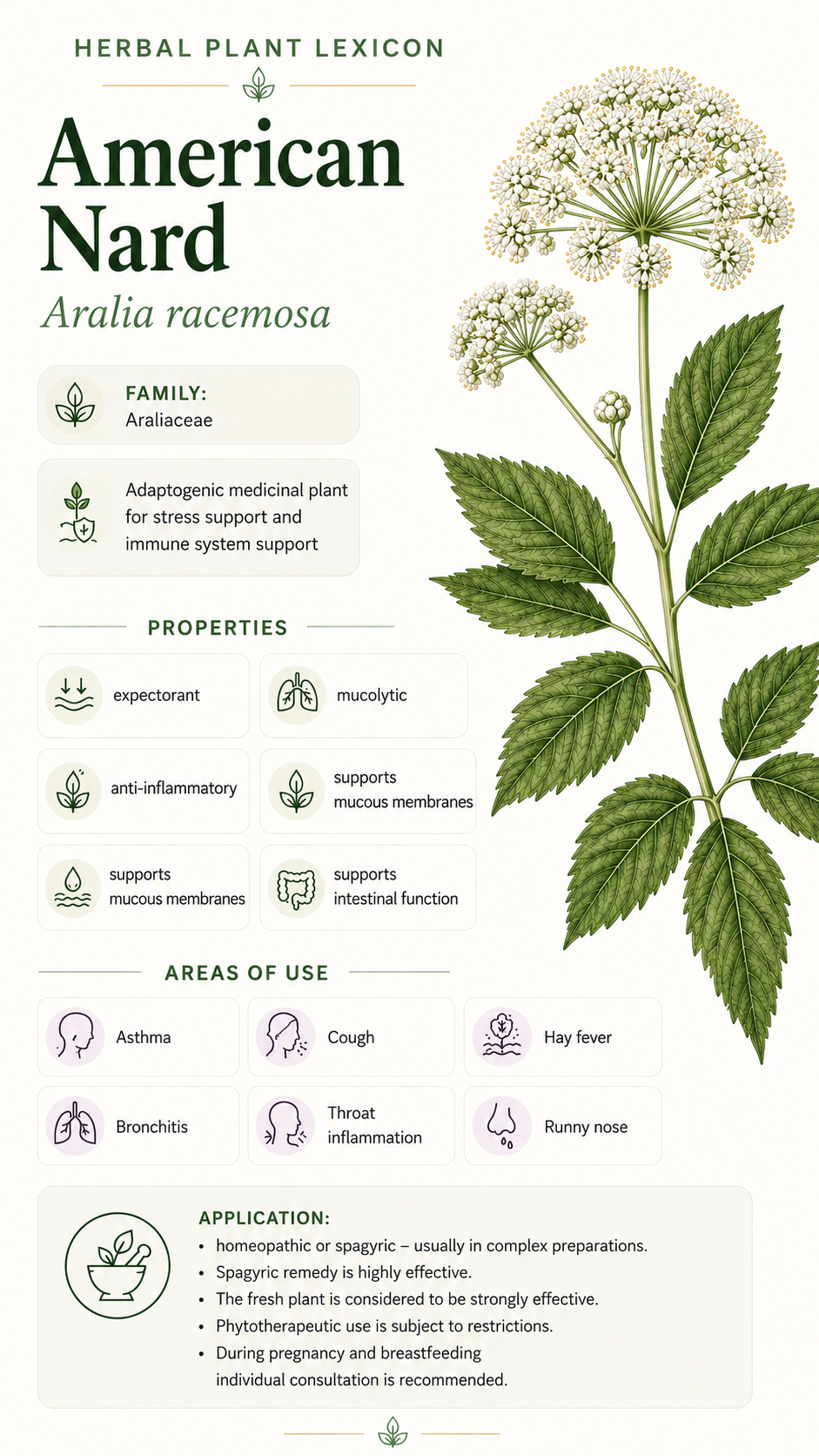 American Spikenard: Properties, Uses, and Effects