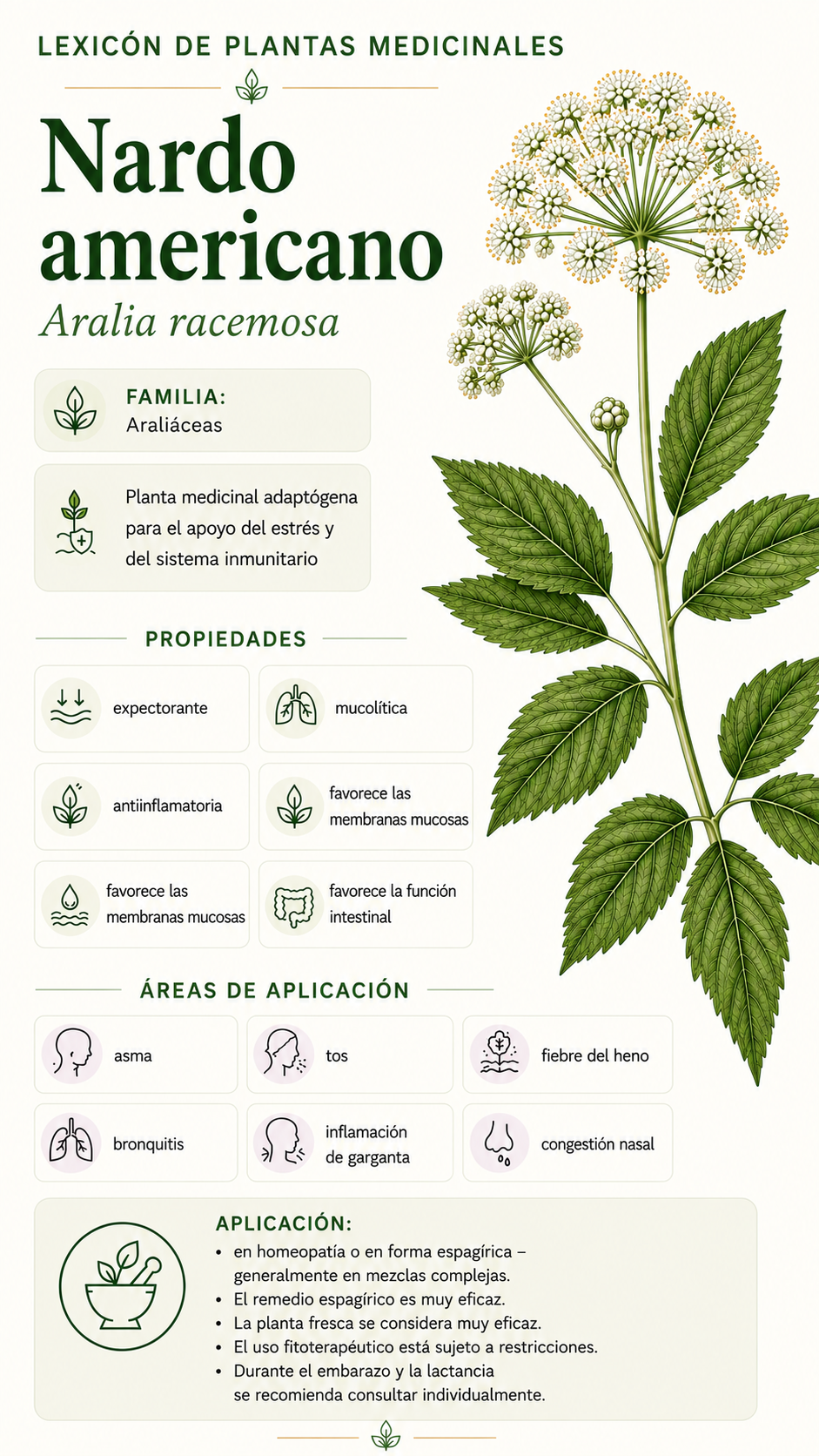 Nardo americano: propiedades, usos y efectos