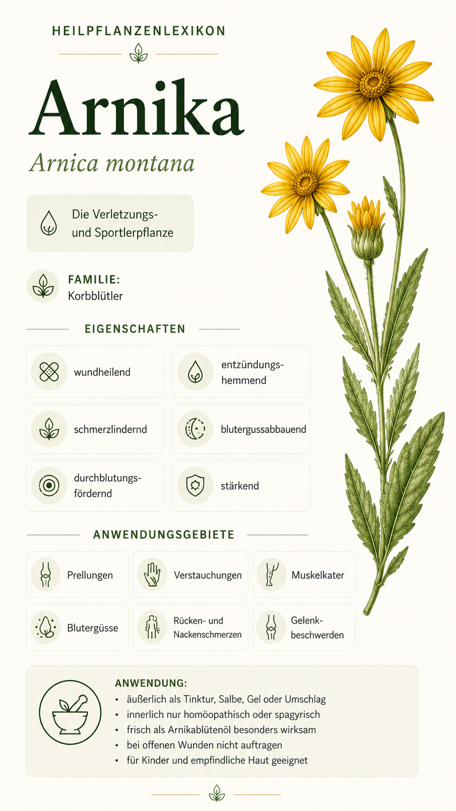Arnika: Eigenschaften, Anwendung & Wirkung