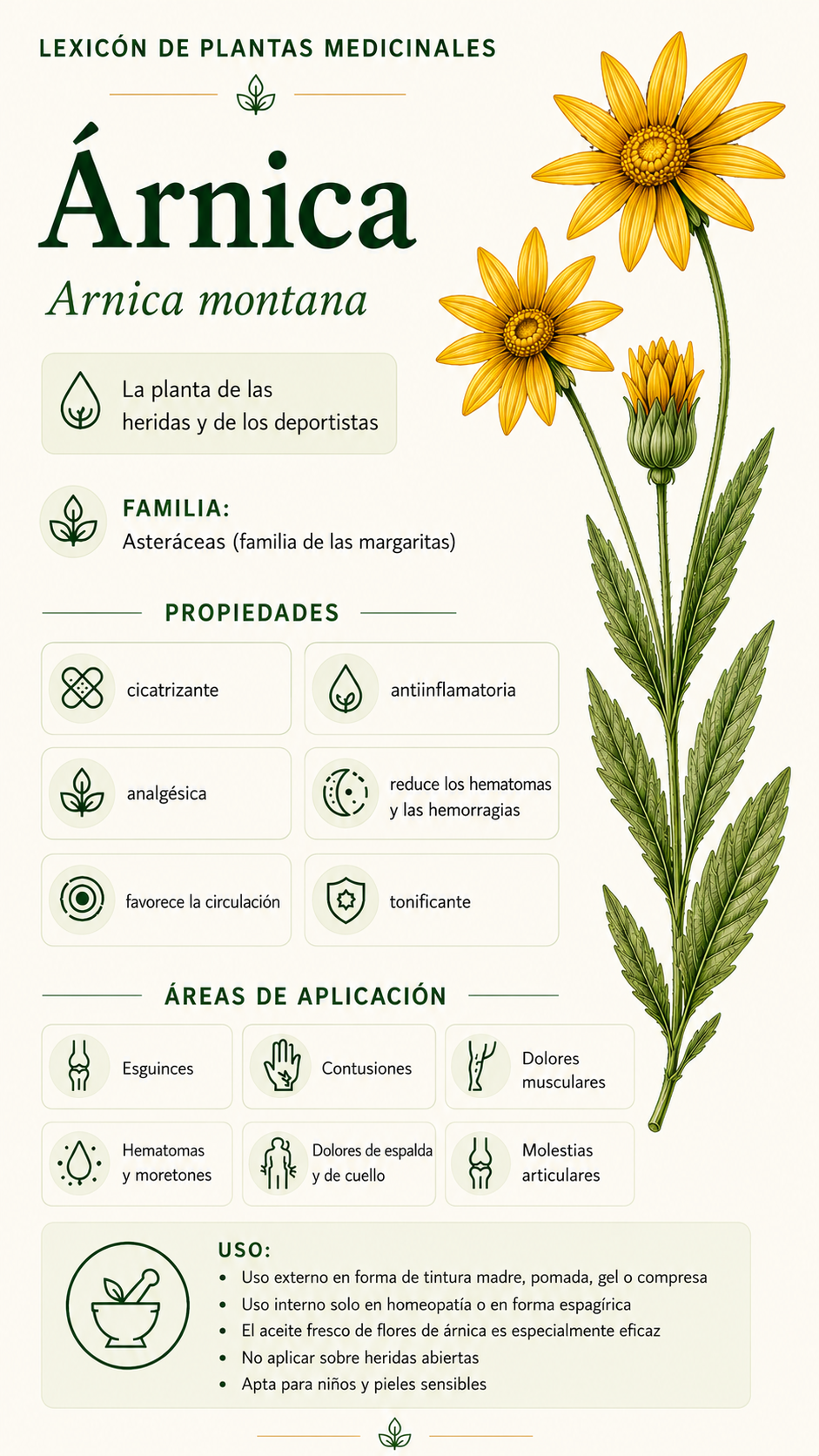 Árnica: propiedades, uso y efectos