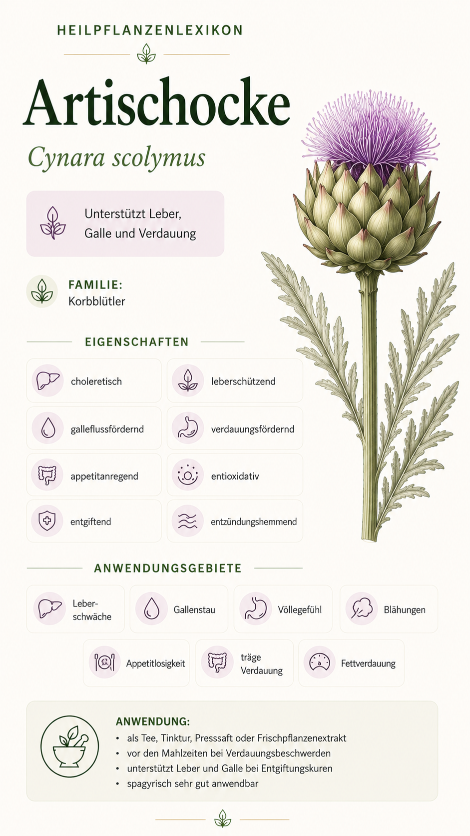 Artischocke: Eigenschaften, Anwendung & Wirkung