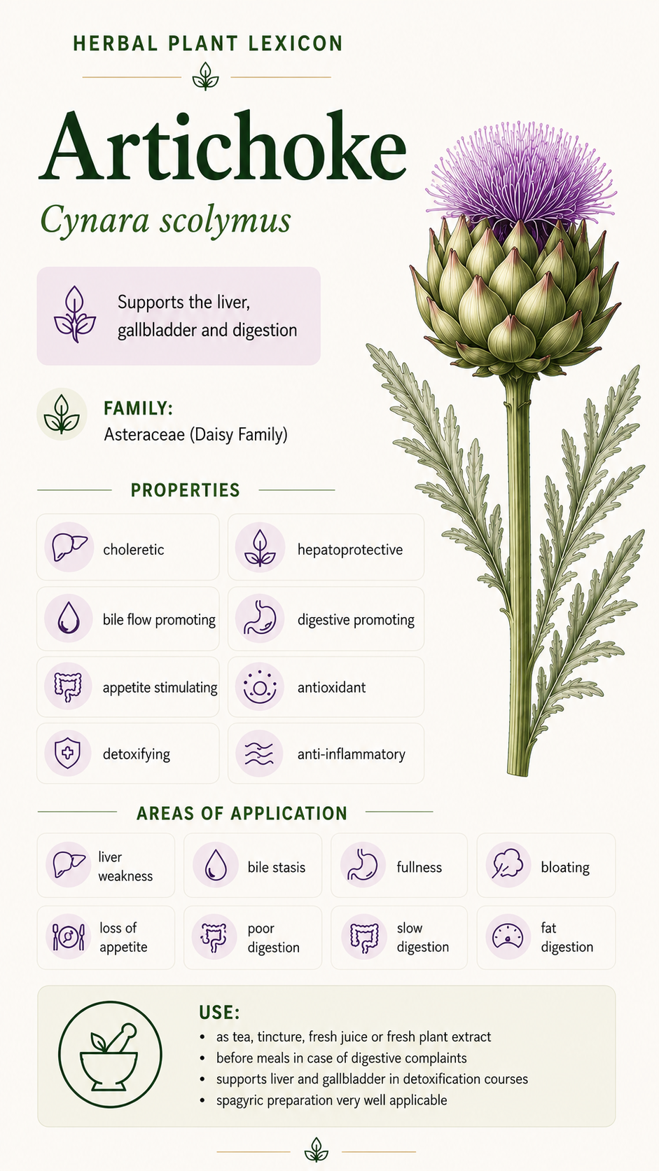 Artichoke: Properties, Uses & Effects