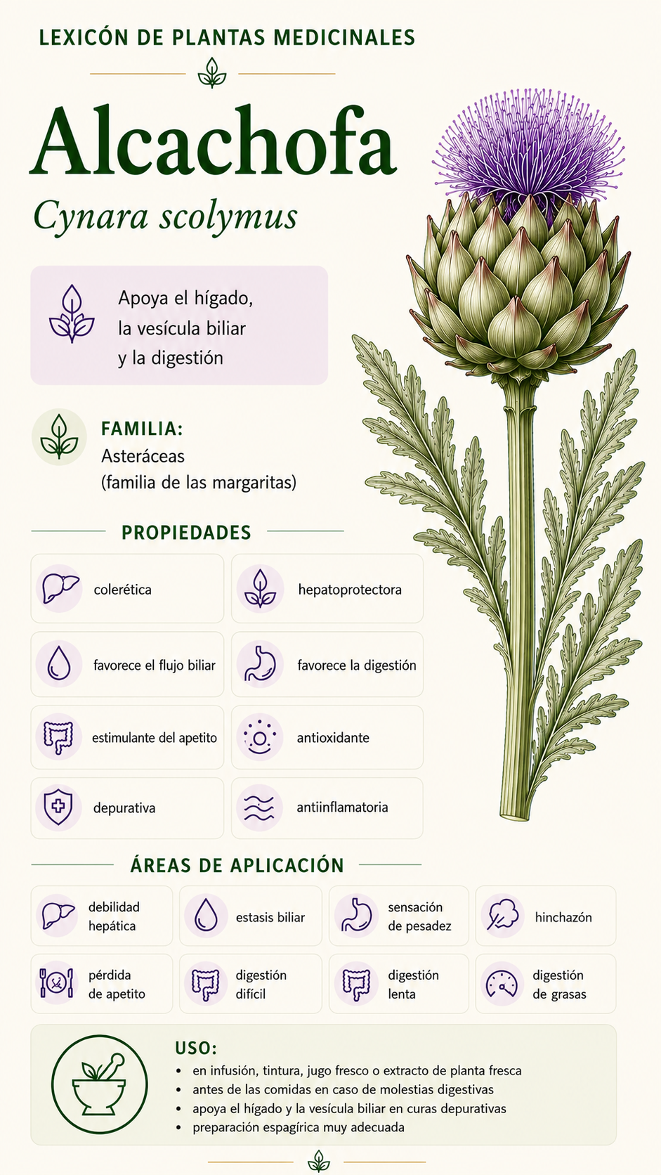 Alcachofa: propiedades, usos y efectos