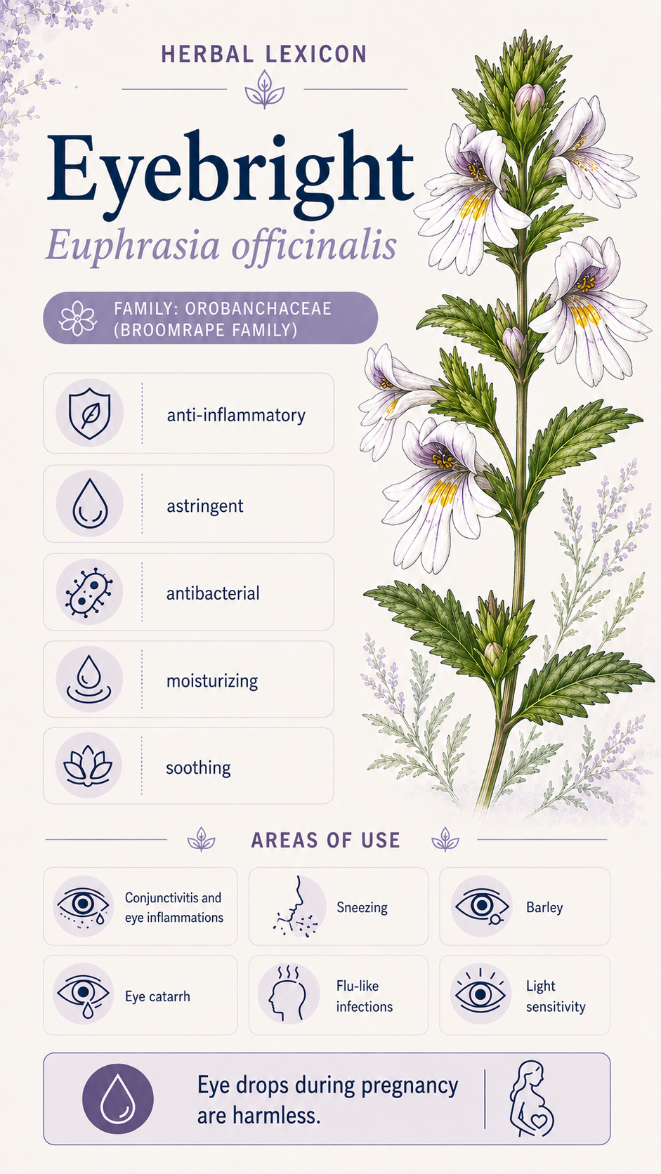 Eyebright: Properties, Uses, and Effects