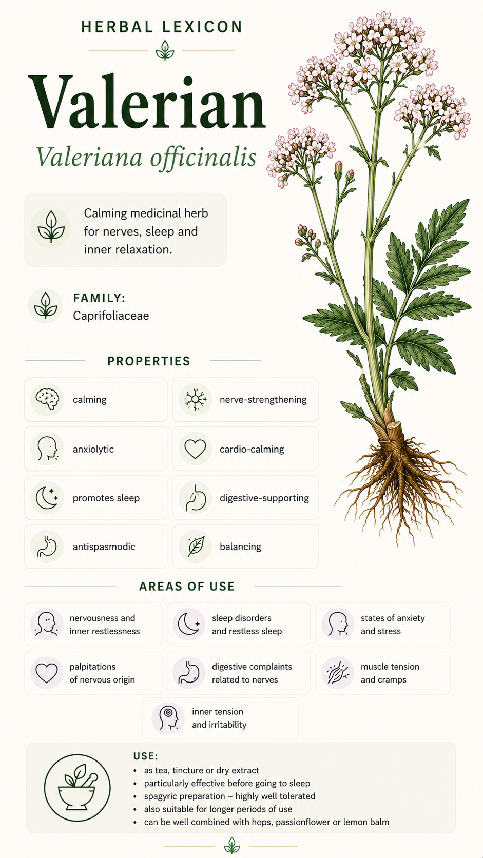 Valerian: Properties, Uses, and Effects