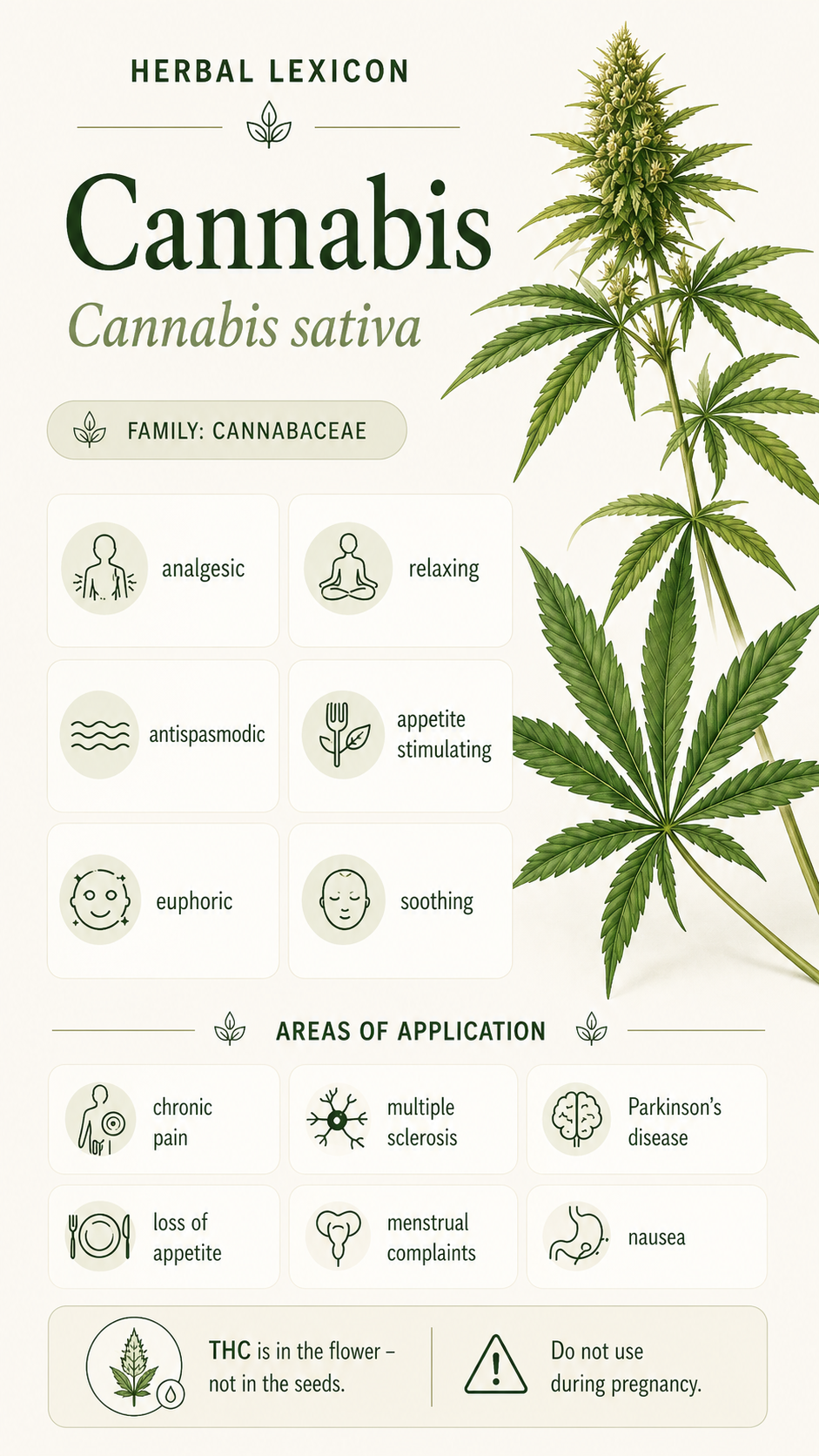 Cannabis: Properties, Uses, and Effects