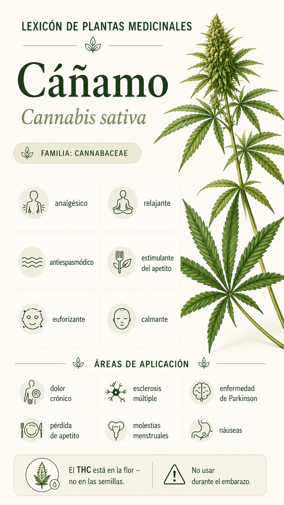 Cannabis: propiedades, uso y efectos