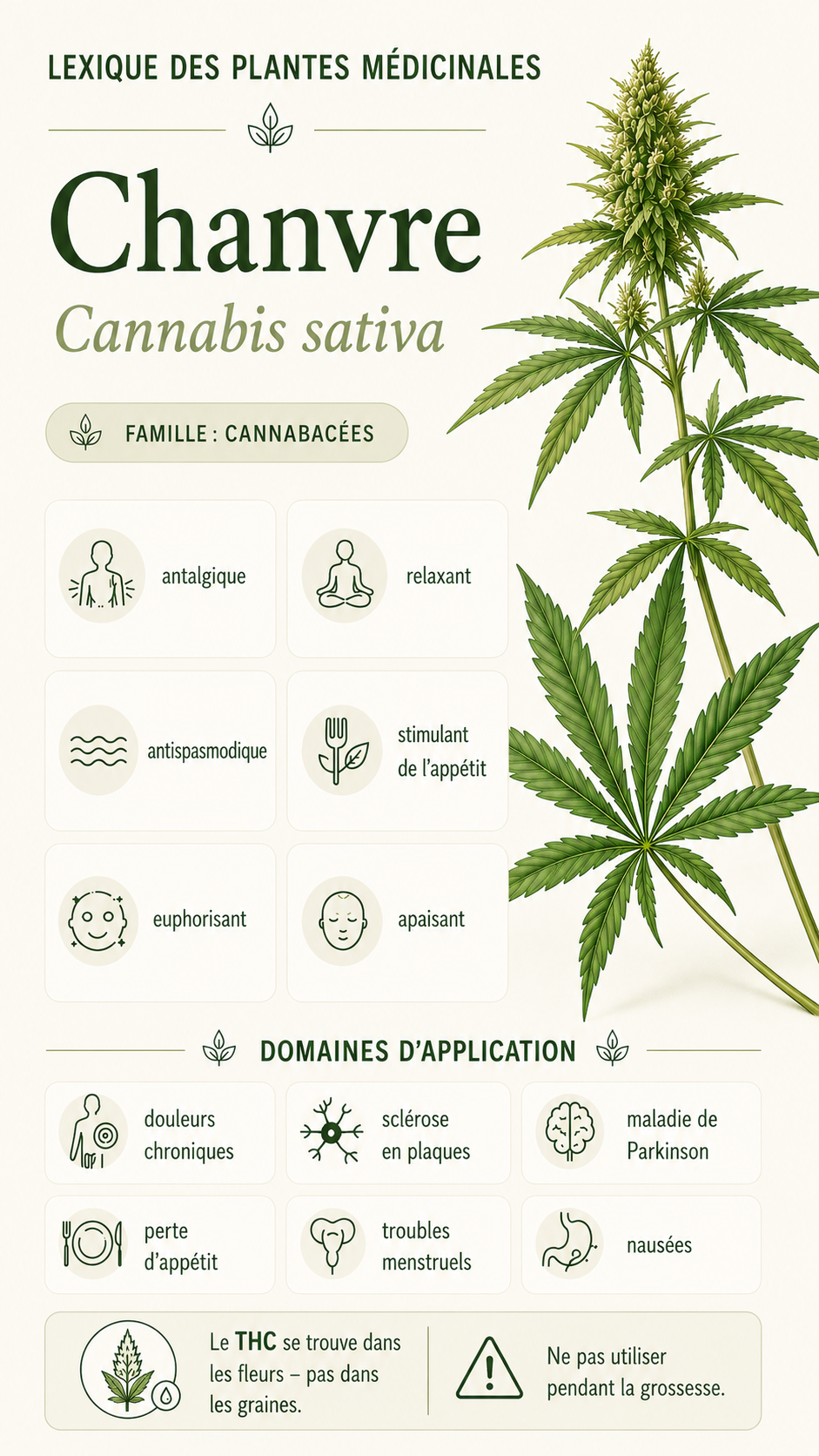 Cannabis : propriétés, utilisation et effets