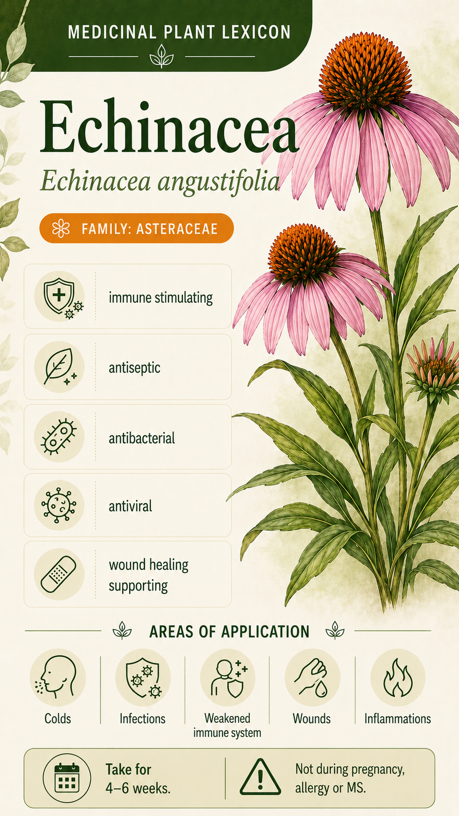 Echinacea: Properties, Uses, and Effects