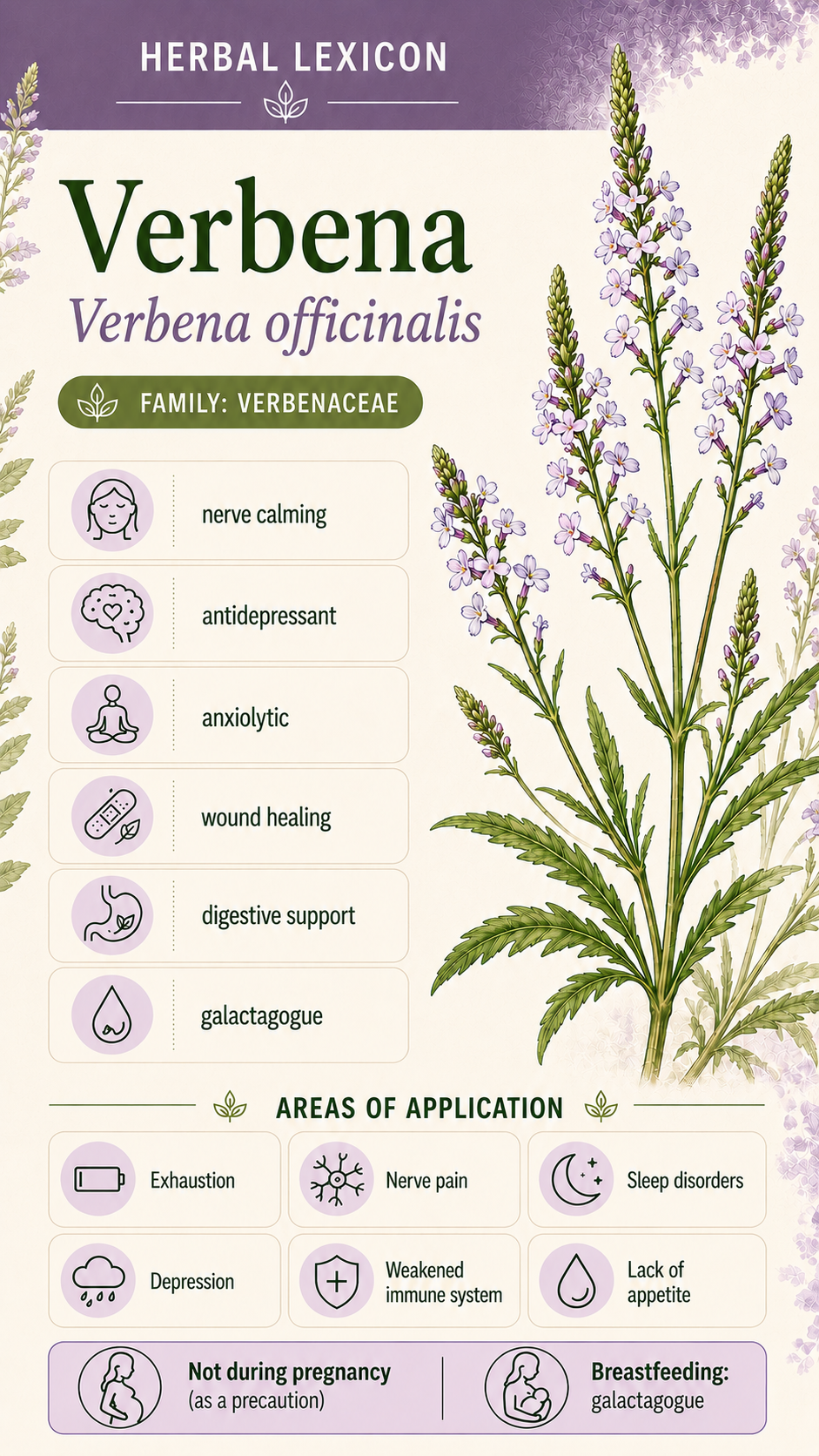 Verbena: Properties, Uses & Effects