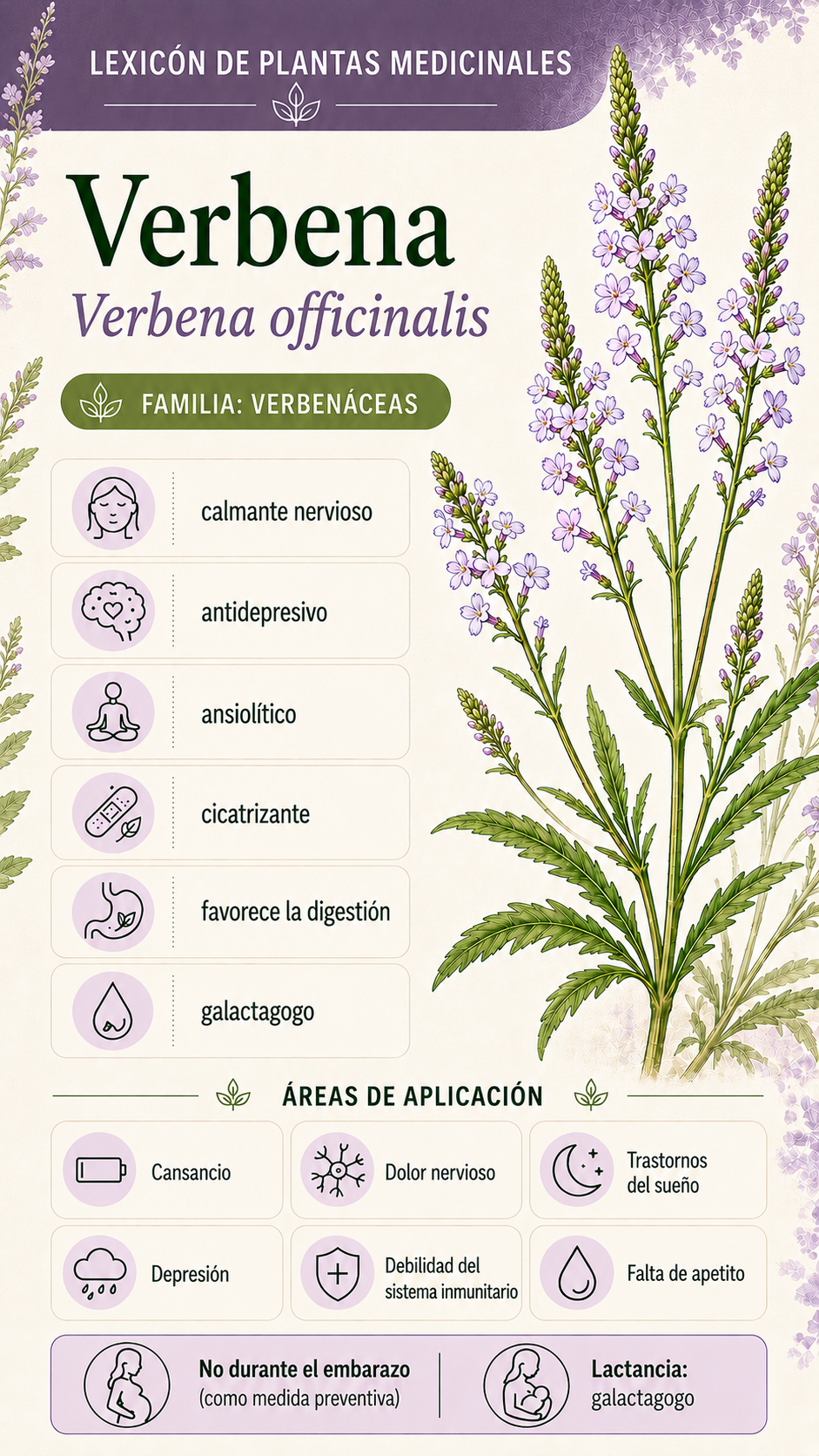 Verbena: propiedades, usos y efectos
