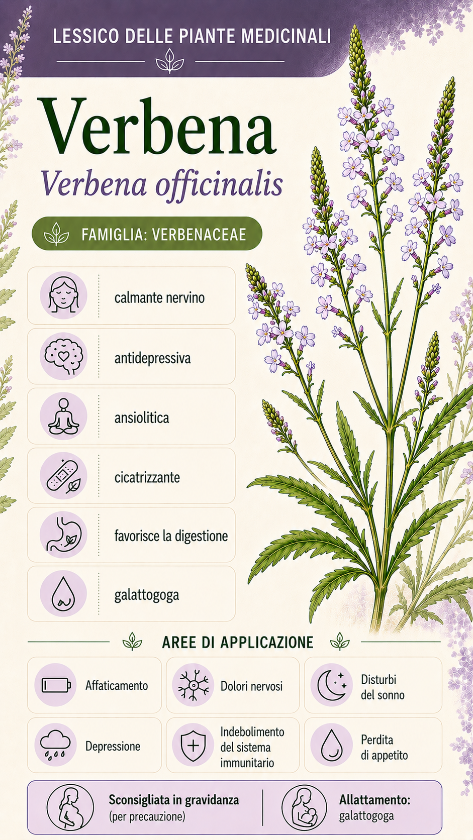 Verbena: proprietà, uso ed effetti