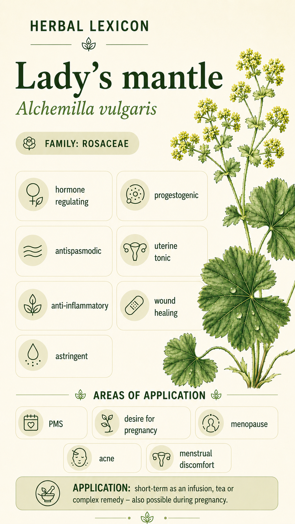 Lady's Mantle: Properties, Uses, and Effects