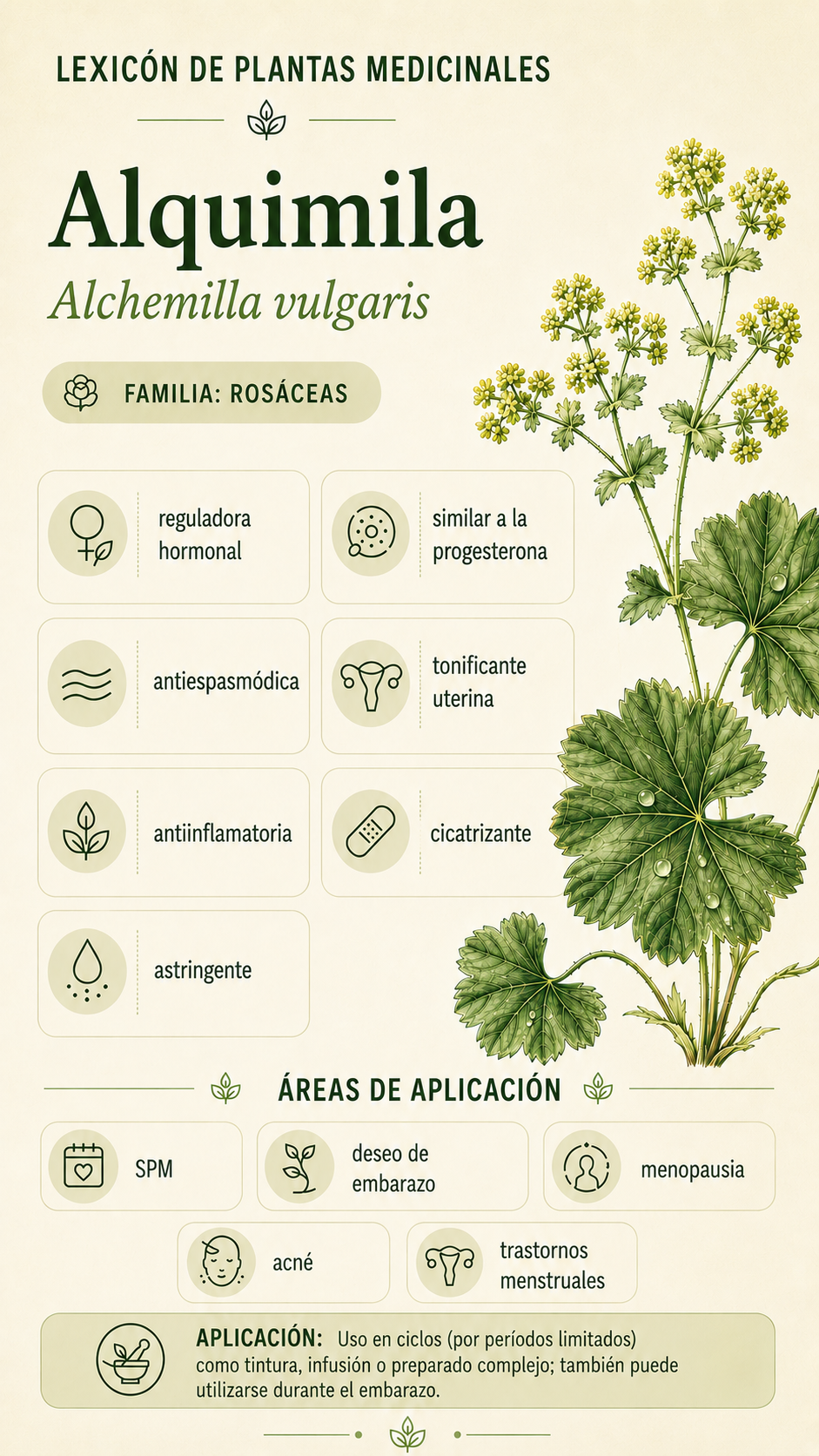 Alchemilla: propiedades, usos y efectos