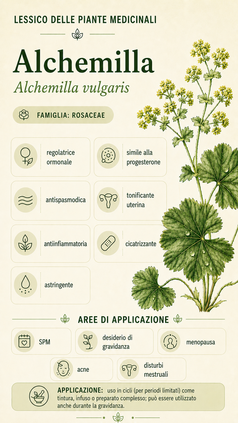 Alchemilla: proprietà, uso ed effetti