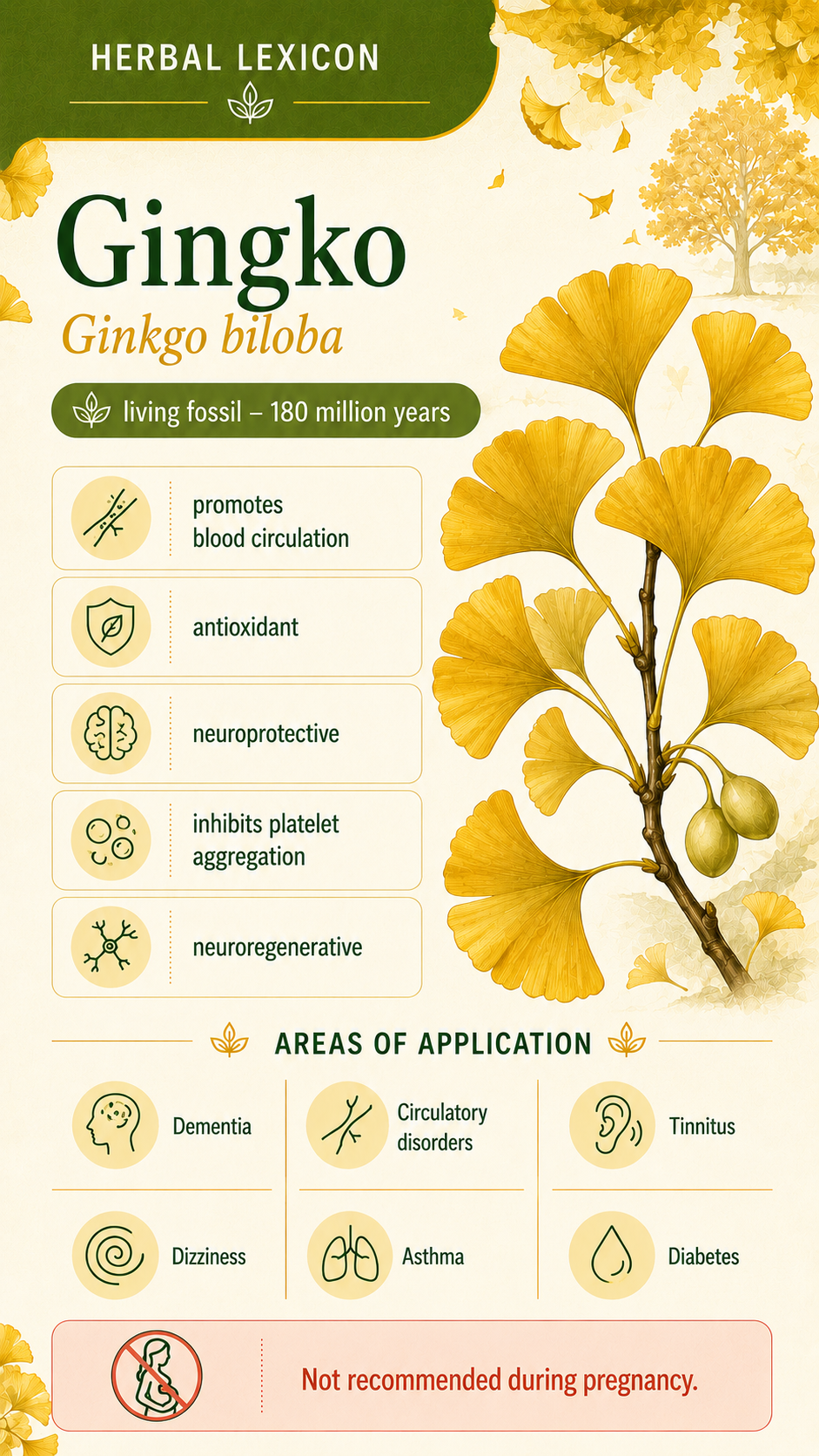 Ginkgo Tree: Properties, Uses, and Effects