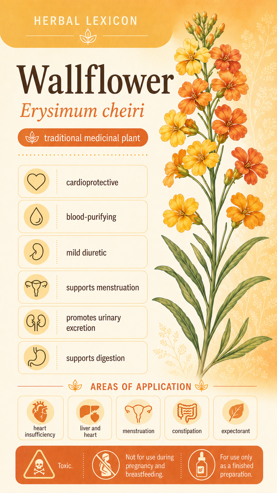 Golden Poppy: Properties, Uses, and Effects
