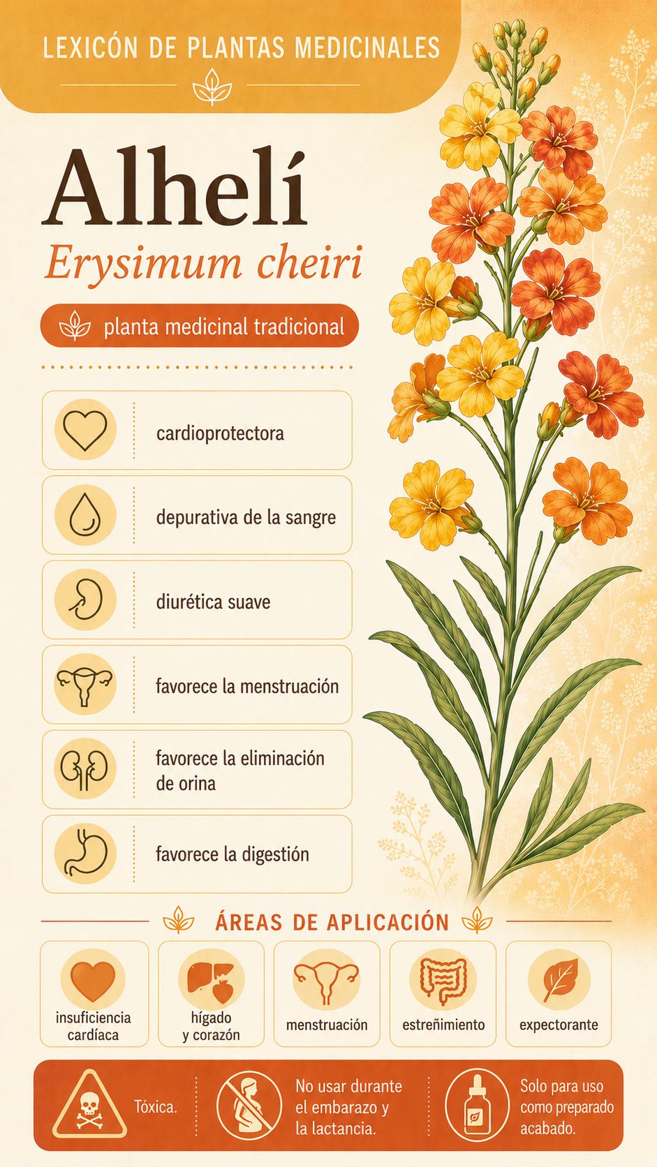 Galium: propiedades, uso y efectos