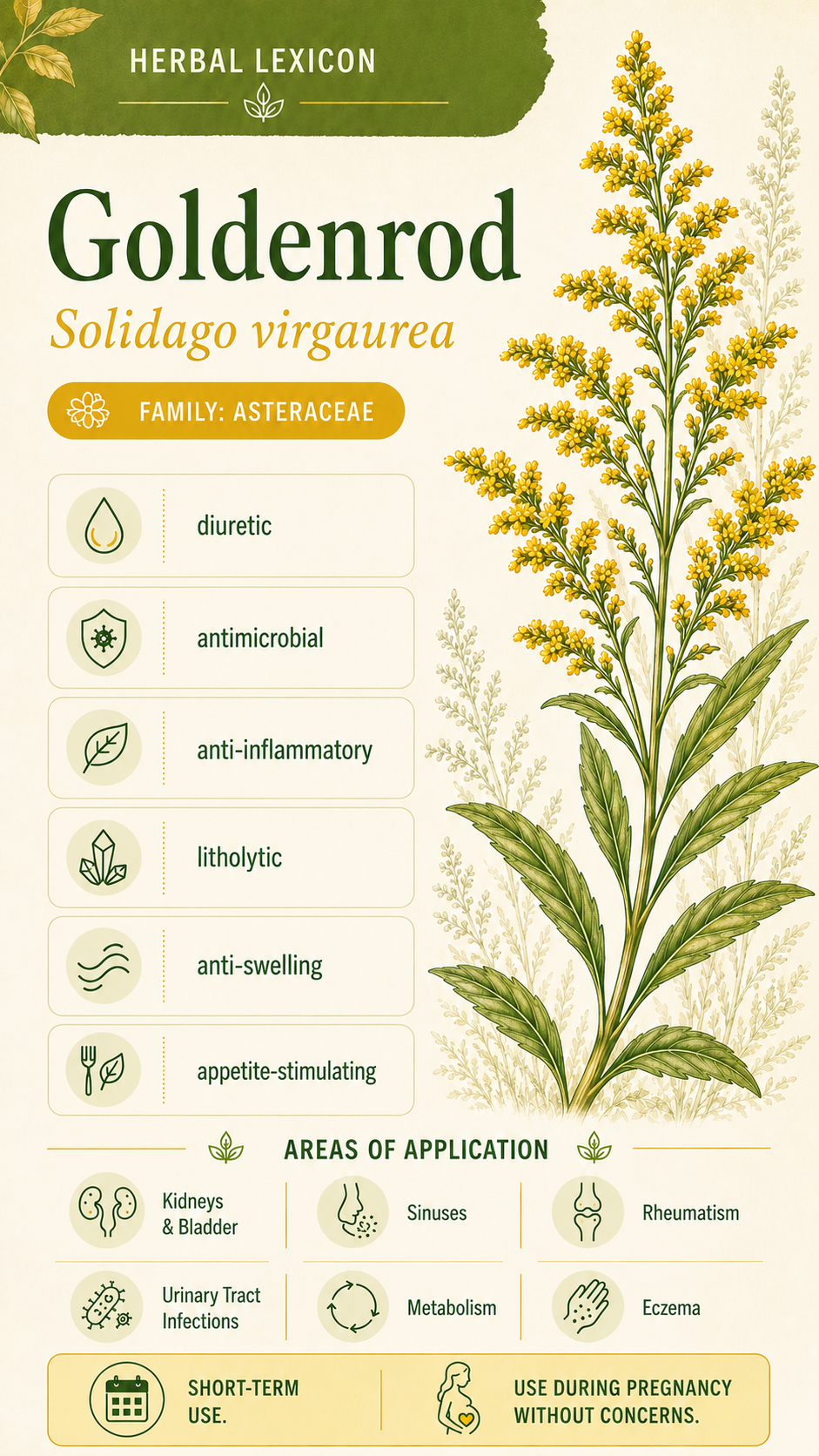 Goldenrod: Properties, Uses, and Effects