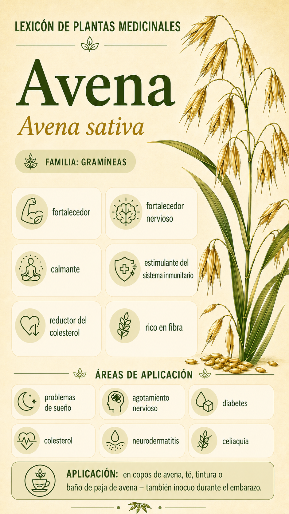 Avena: propiedades, usos y efectos