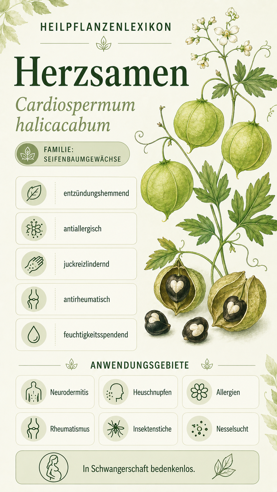 Herzsamen: Eigenschaften, Anwendung & Wirkung