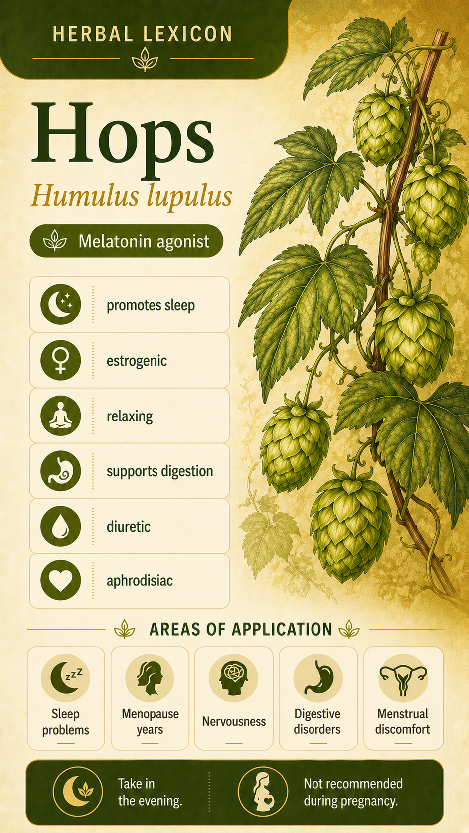 Hops: Properties, Uses, and Effects