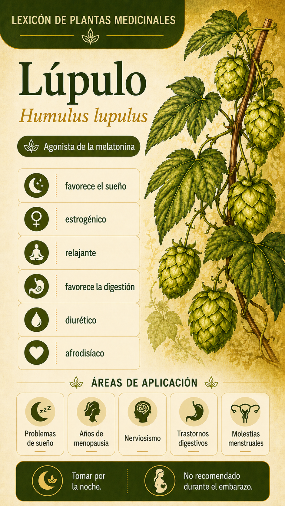 Lúpulo: propiedades, usos y efectos