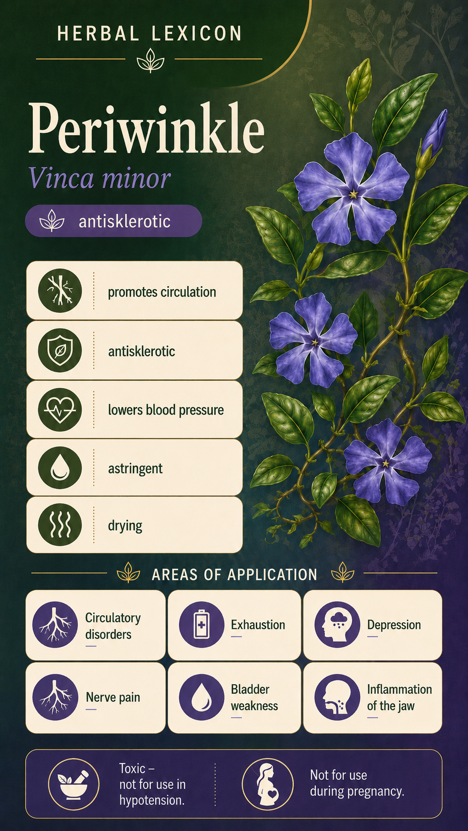Ilex: Properties, Uses & Effects
