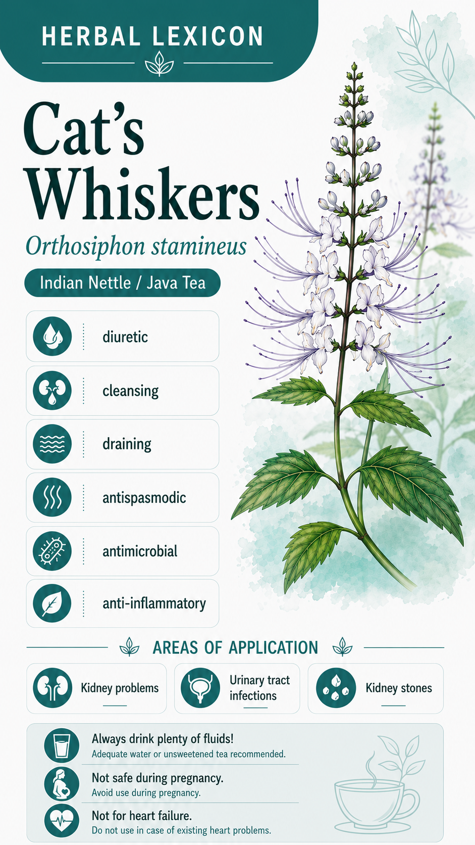 Cat's Whiskers: Properties, Uses & Effects