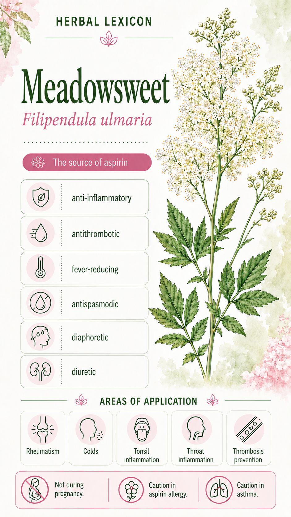 Meadowsweet: Properties, Uses, and Effects