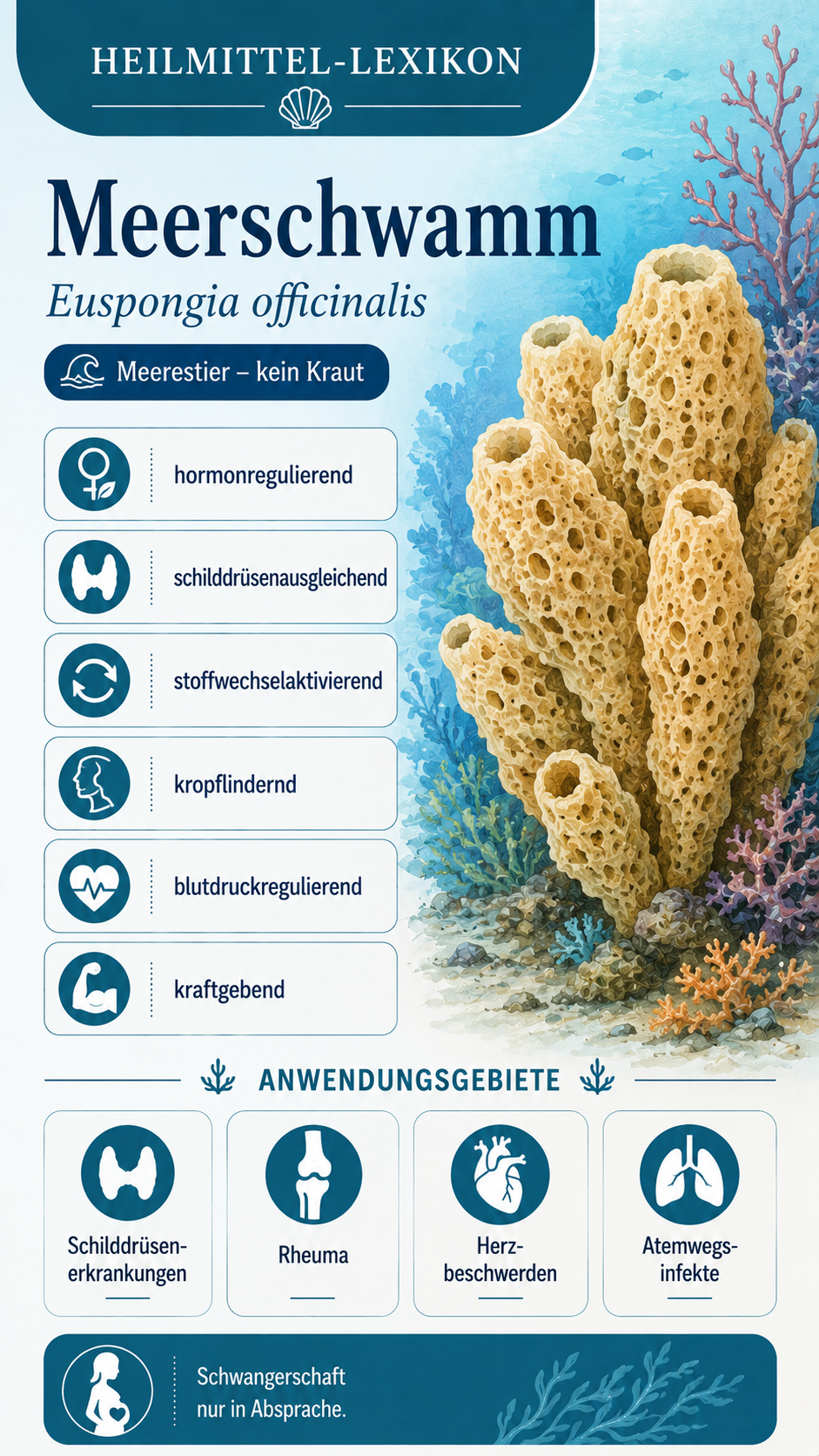 Meerschwamm: Eigenschaften, Anwendung & Wirkung