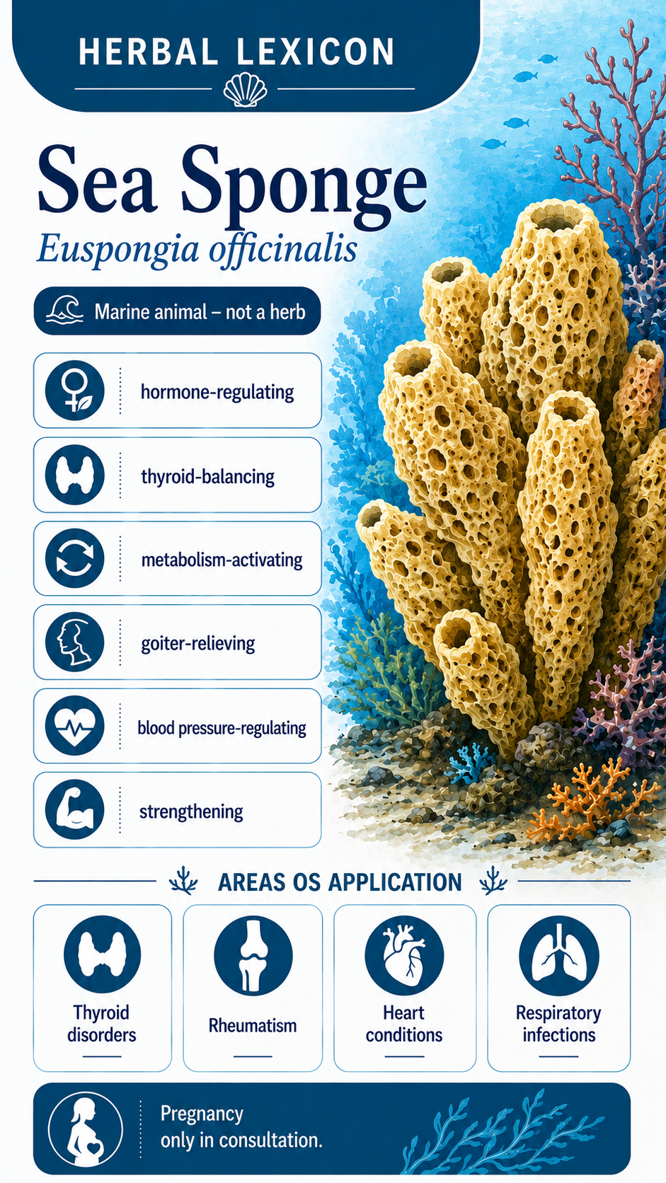 Sea Sponge: Properties, Uses & Effects