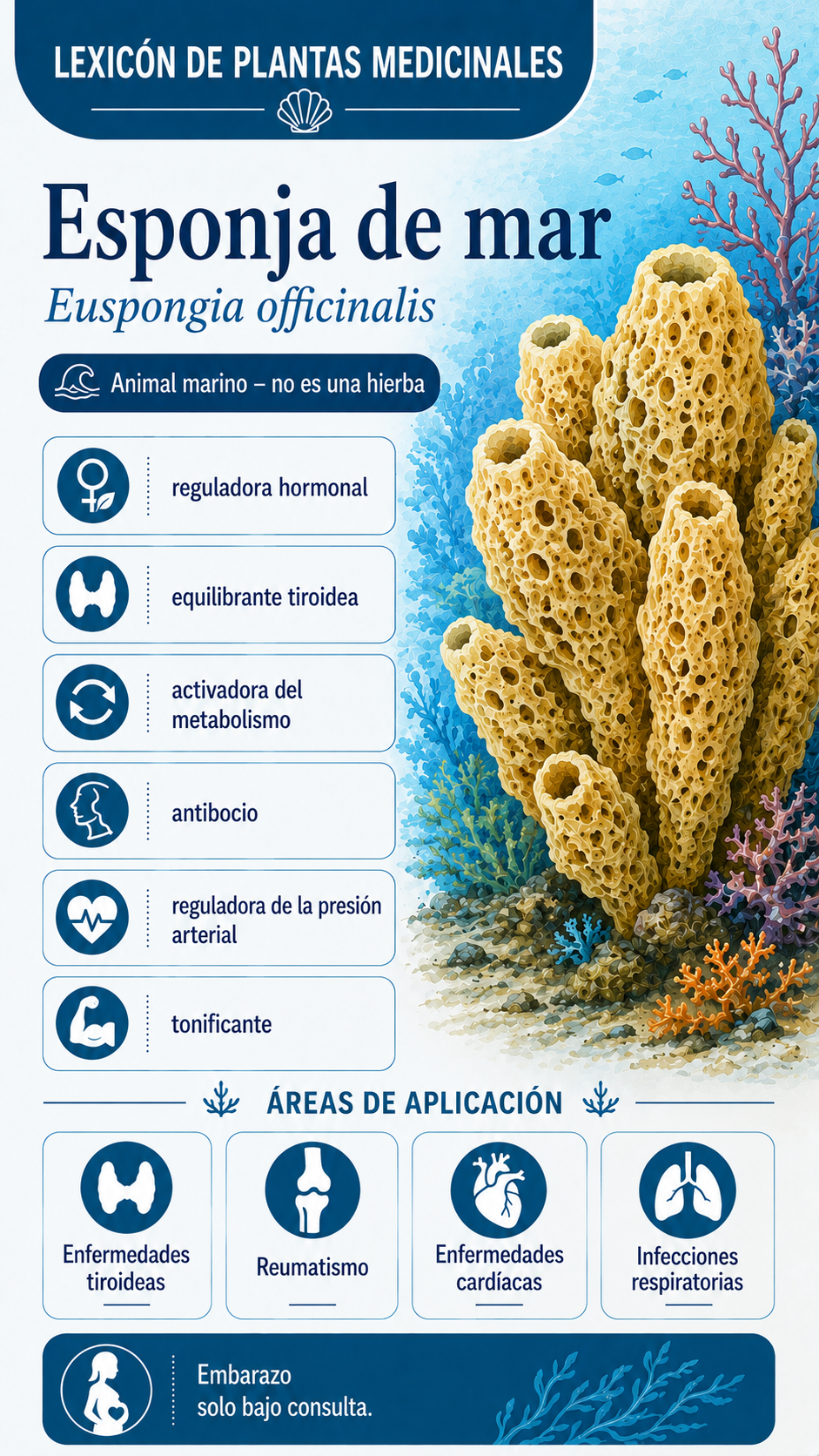 Esponja marina: propiedades, usos y efectos