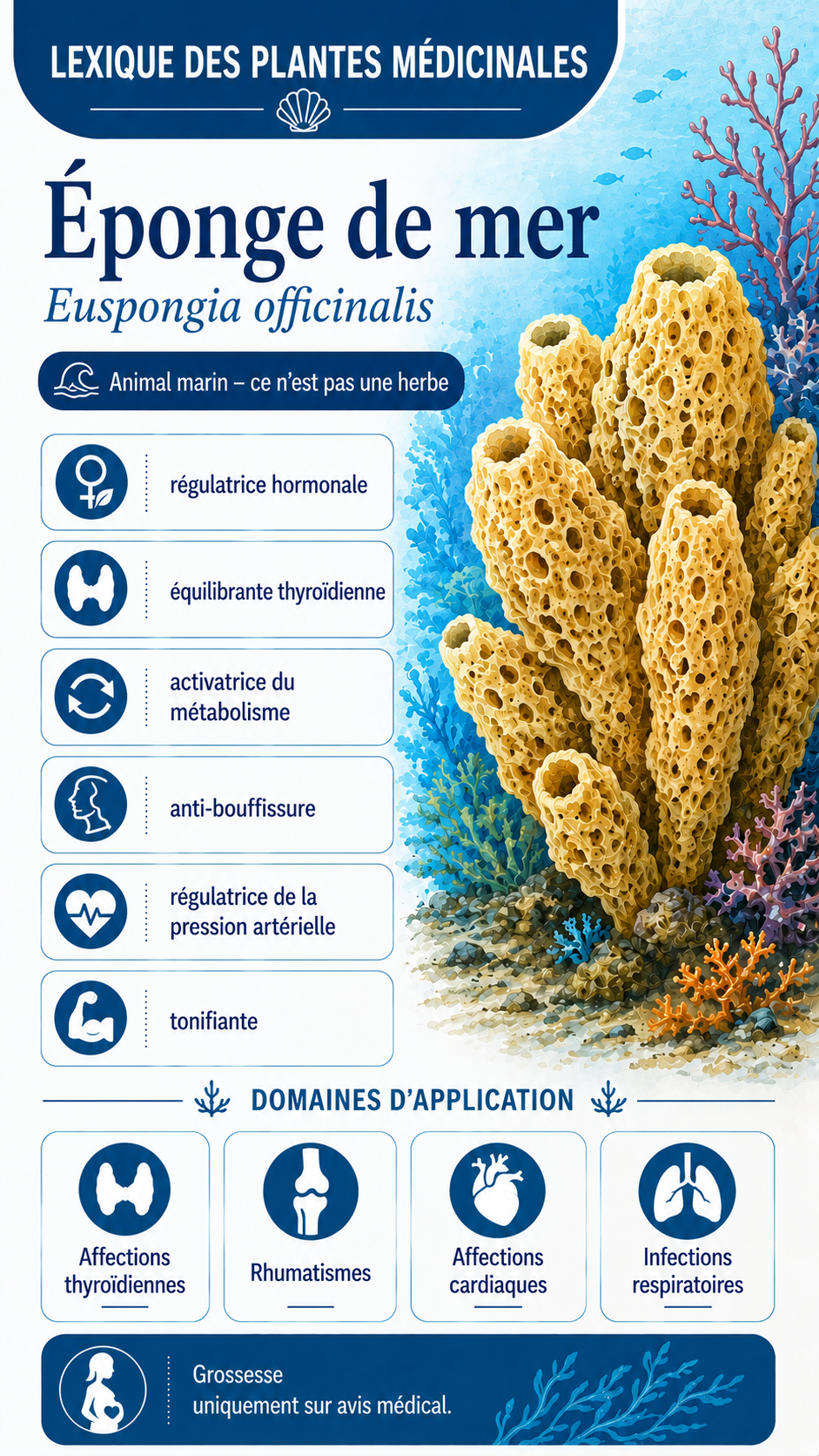 Éponge marine : propriétés, utilisation et effets