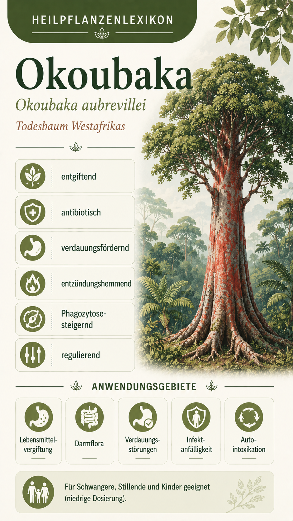 Okoubaka: Eigenschaften, Anwendung & Wirkung