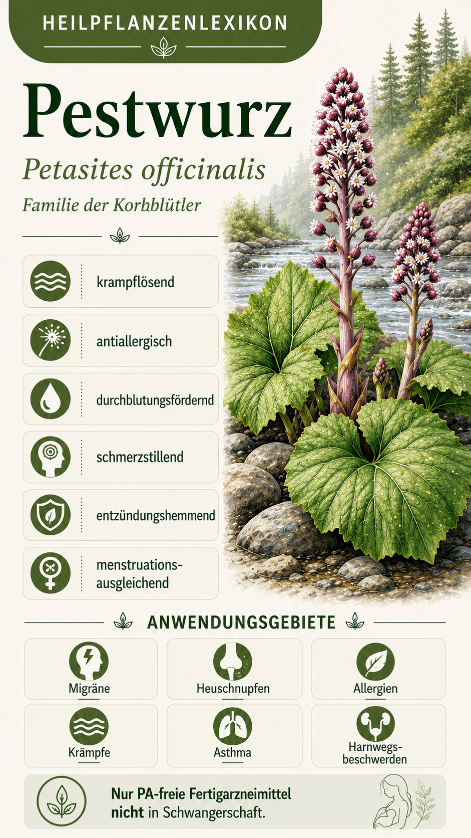 Pestwurz: Eigenschaften, Anwendung & Wirkung