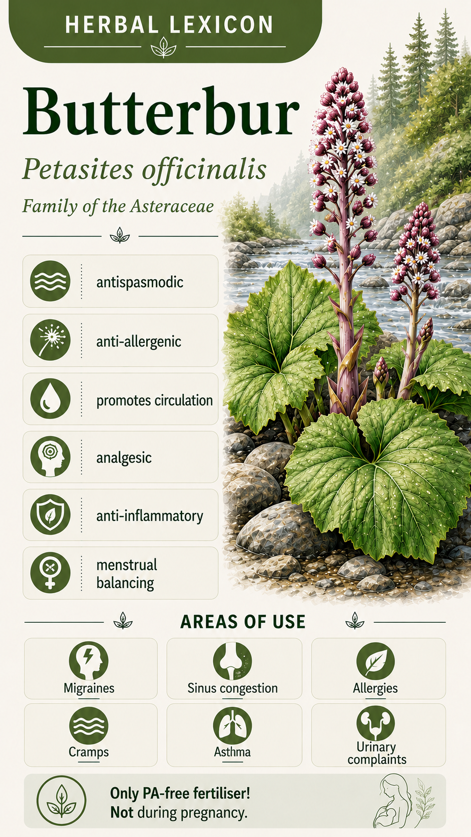 Butterbur: Properties, Uses, and Effects