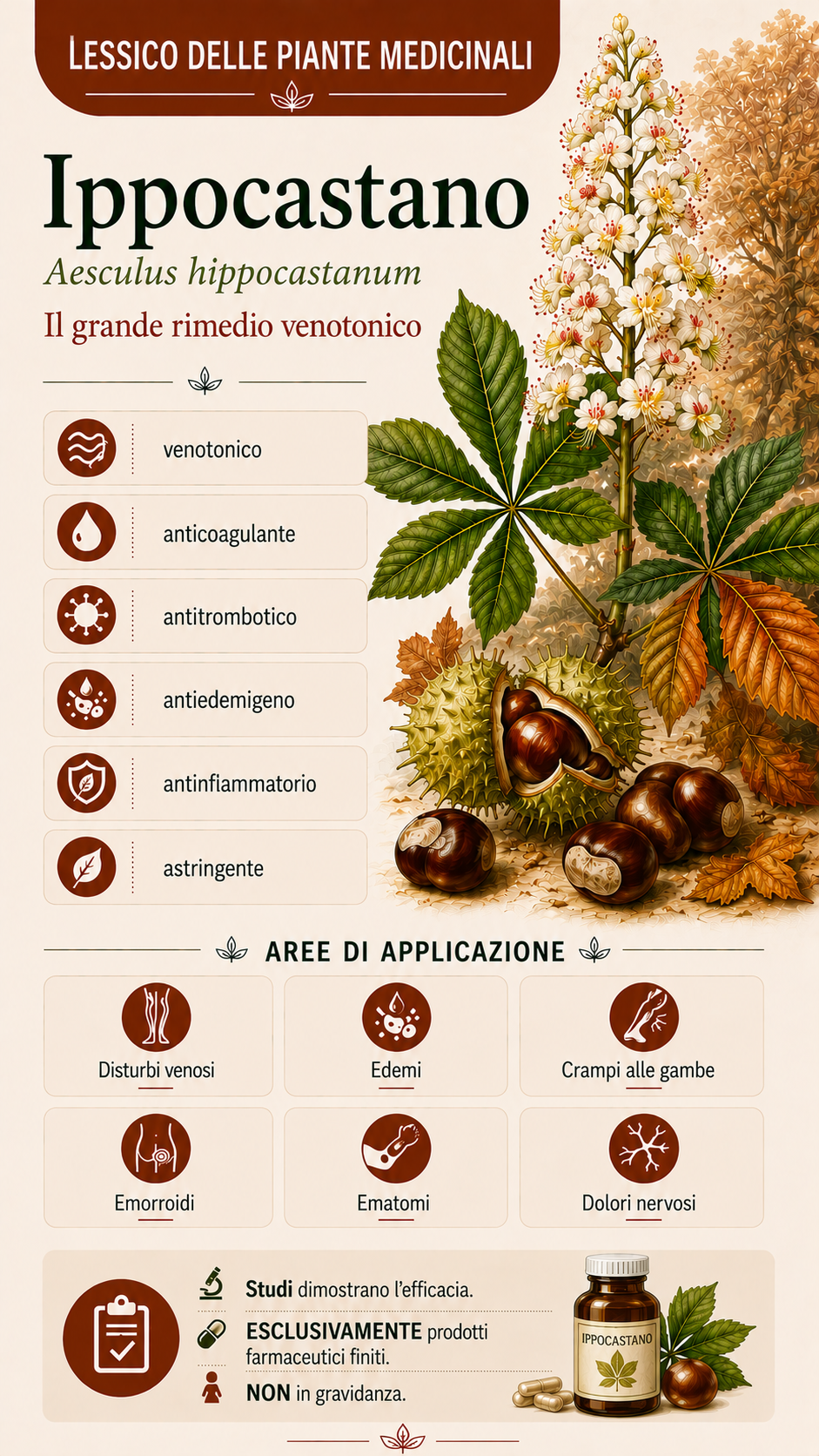 Ippocastano: proprietà, uso ed effetti